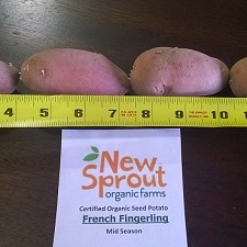 Organic French Fingerling